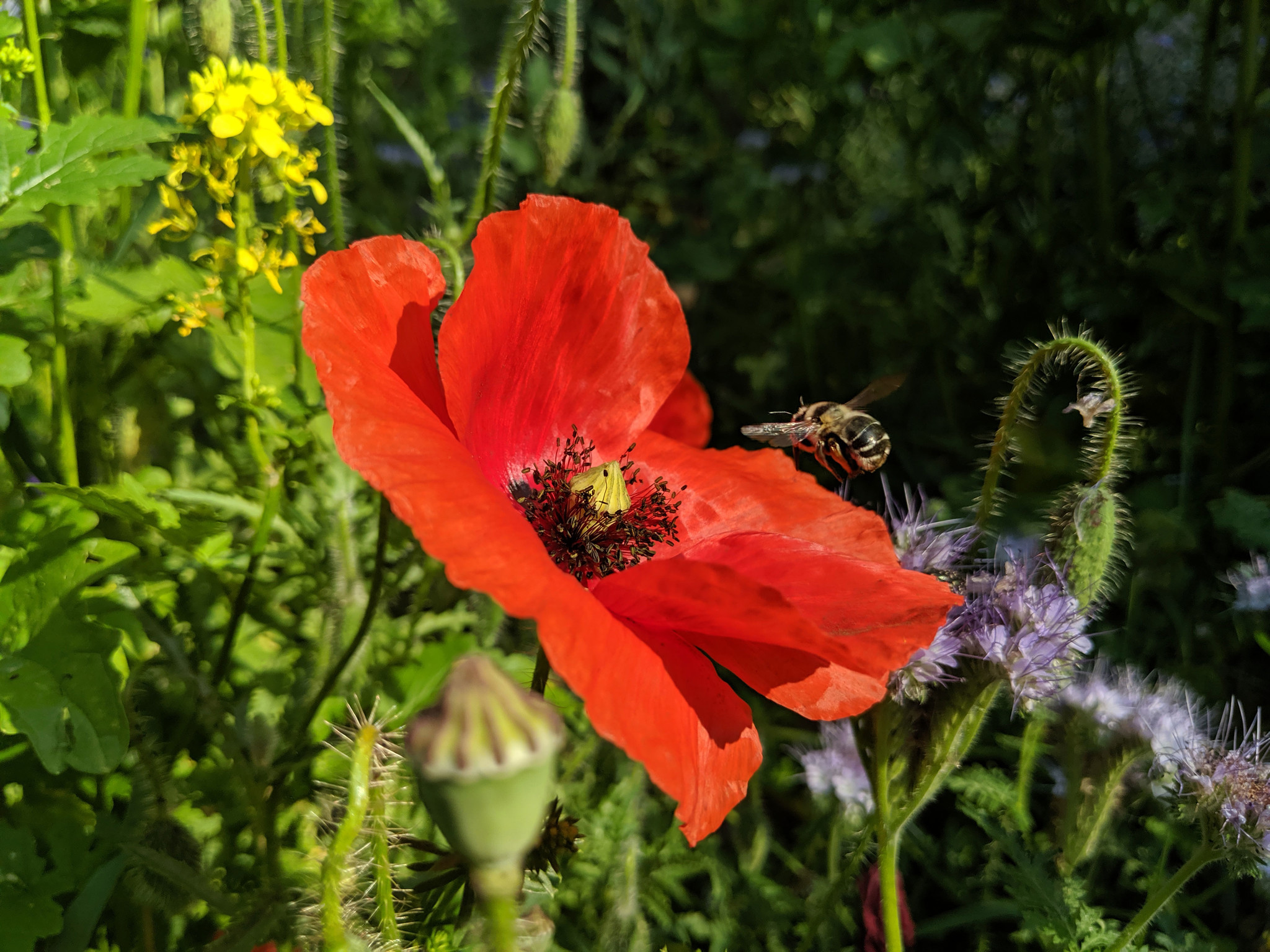 CONTAO_NATURE_THEME_Biene_an_Mohn
